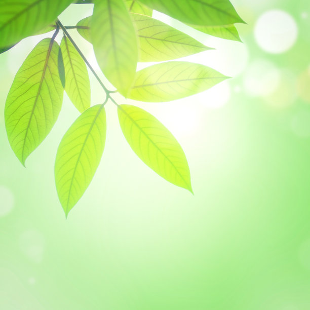 散焦叶背景图片下载