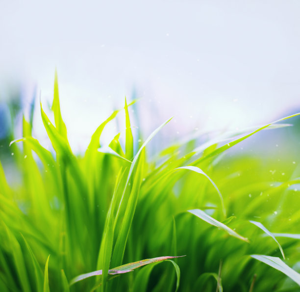 草地的背景图片下载