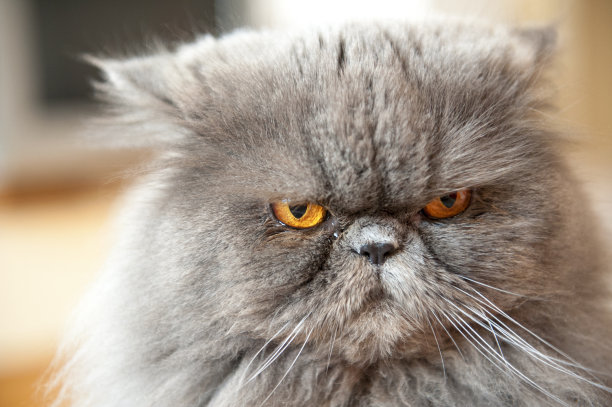 波斯猫肖像图片下载