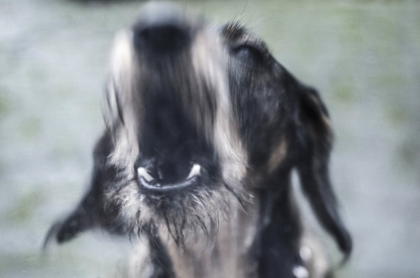 别忘了狗图片下载