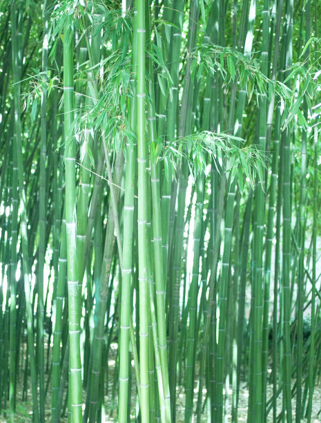 竹林素材图片