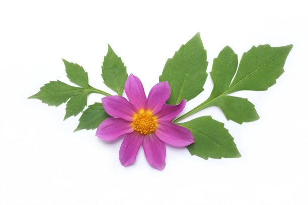 粉红色的大丽花插花在白色图片下载