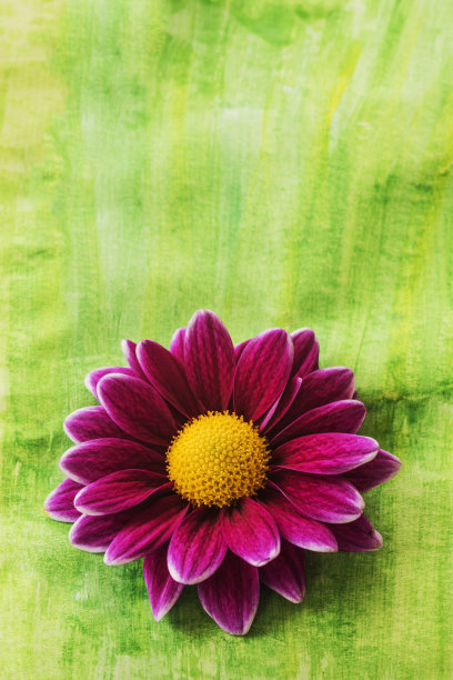 水彩背景上的粉红色菊花图片下载