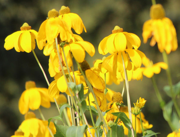 羽状草原松果花上的黄花图片图片下载