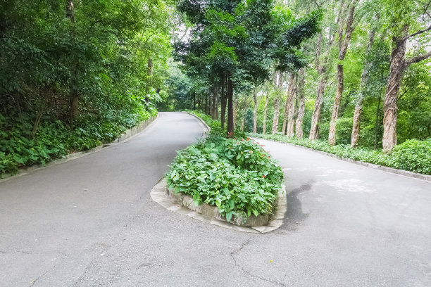 森林中的路图片下载