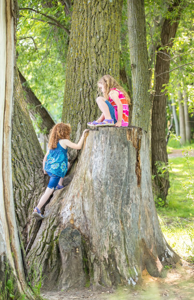 两个年轻女孩在夏天爬上一棵大树图片下载