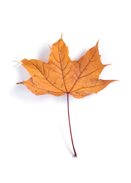 秋叶与影隔绝图片下载