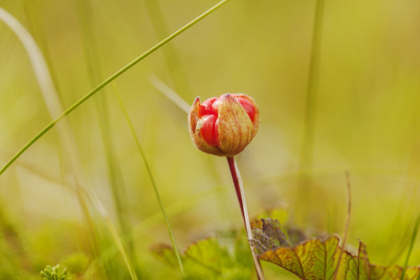 单一的云莓在模糊的背景在山图片下载