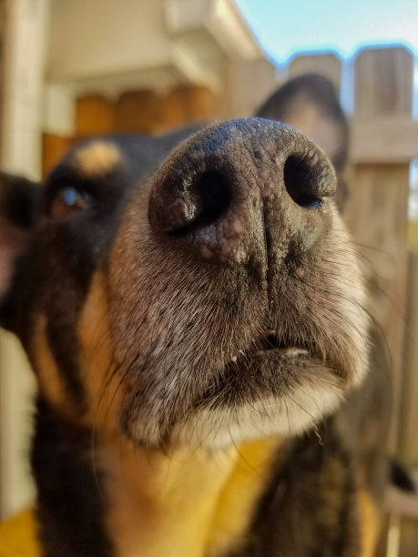 狗的脸图片下载