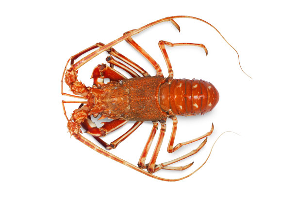 小龙虾图片下载