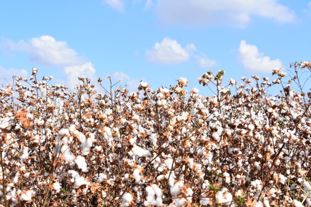 棉花地里素材图片