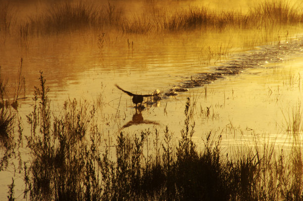 在清晨降落水鸟图片下载