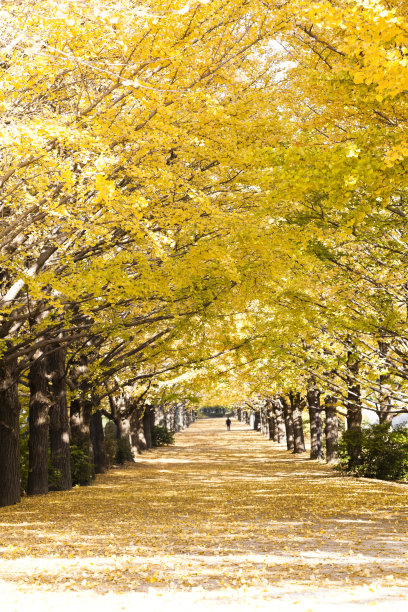 人在秋天的银杏树行图片下载