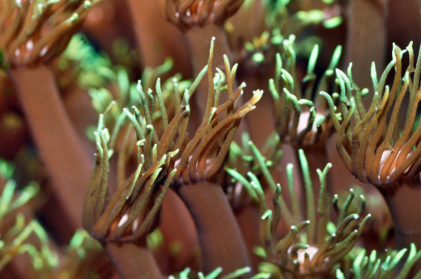 花盆珊瑚角孔珊瑚图片下载