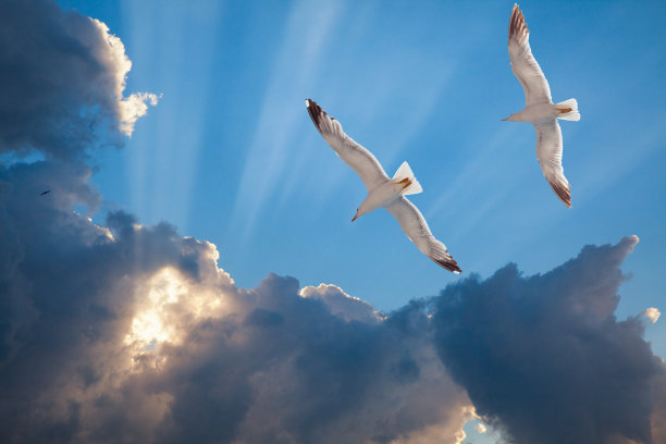 天空中有海鸥图片下载