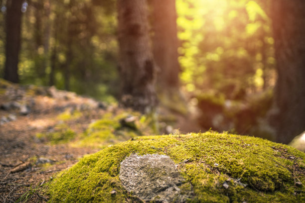绿色森林背景素材图片