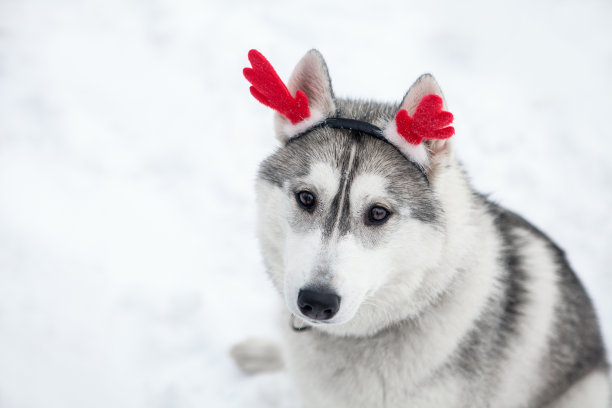 圣诞西伯利亚哈士奇小狗素材图片