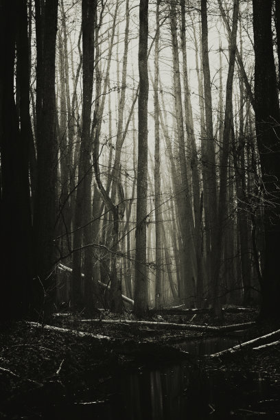 黑暗森林图片下载