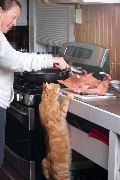 姜猫爬上柜台试图偷食物。图片下载