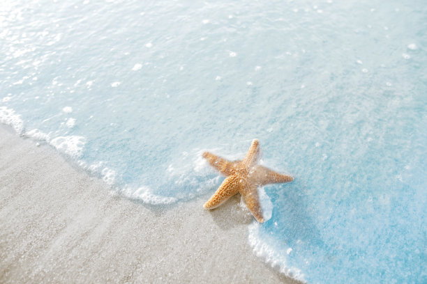 海滩上的海星素材图片