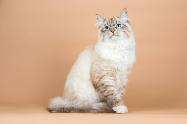 西伯利亚猫的画像图片下载