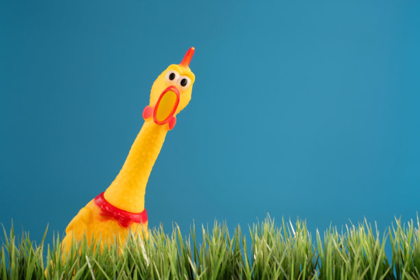 受惊的鸭子从草丛中窥视天空图片下载