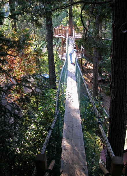 森林俯瞰图片下载