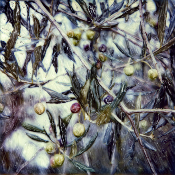 橄榄树的细节图片下载