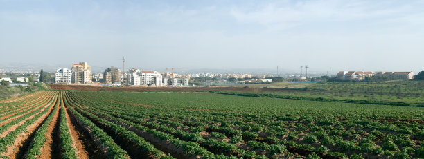 土豆。图片下载