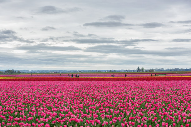 展开汽车追击谷郁金香图片下载