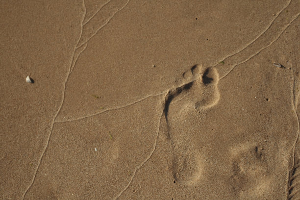 桑迪足迹图片下载