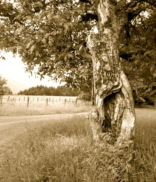 农场的树图片下载