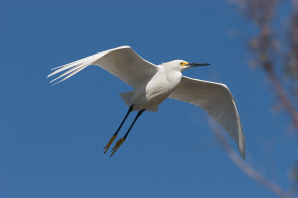 滑翔白鹭图片下载