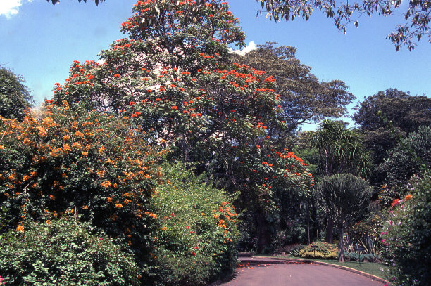 开花的树木在肯尼亚内罗毕植物园非洲图片下载