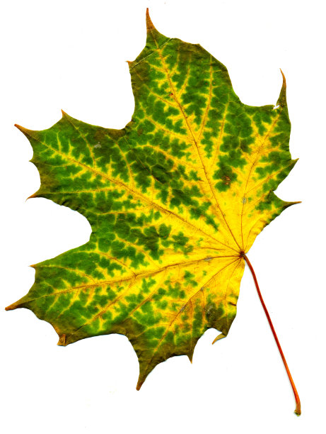 完美的秋叶图片下载