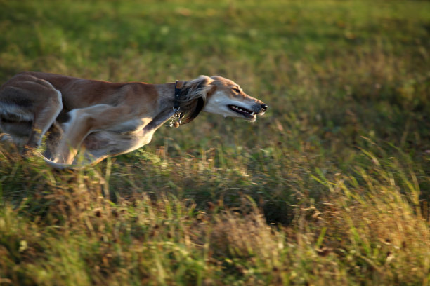 灰狗在追逐图片下载