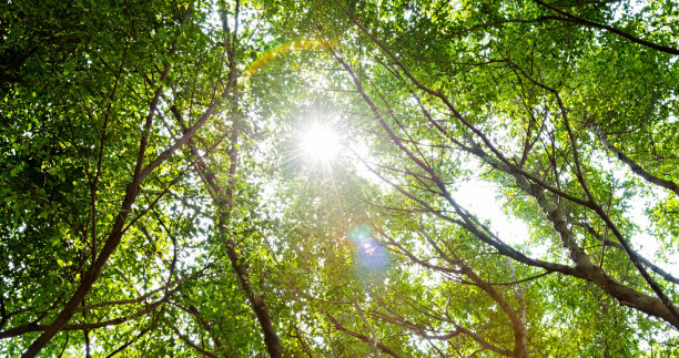 森林与阳光图片下载