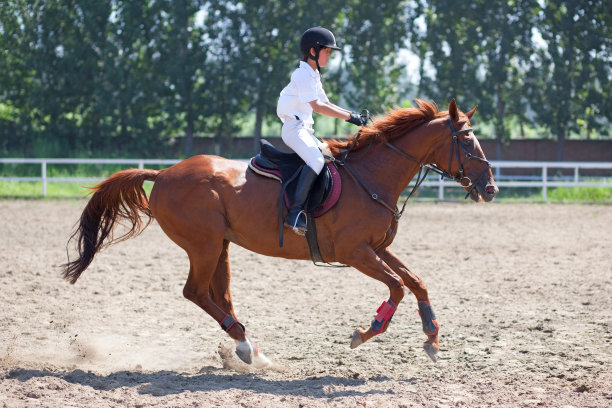 夏天骑师和马图片下载