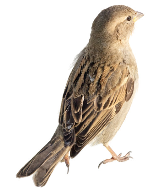 孤立的麻雀图片下载