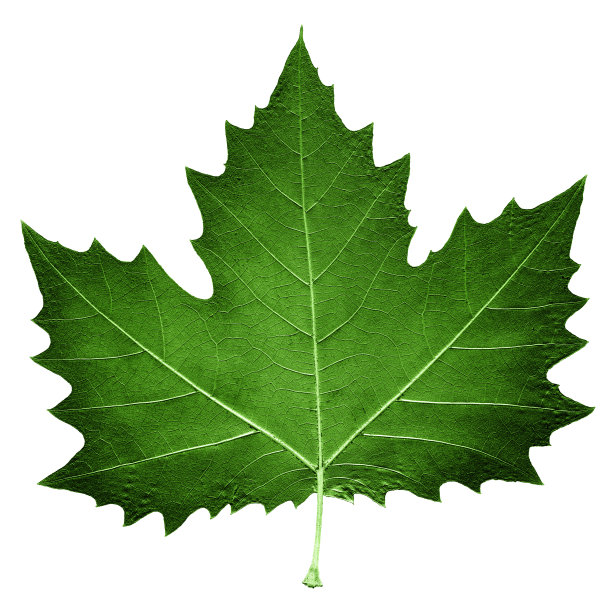 枫叶孤立在白色的背景上图片下载