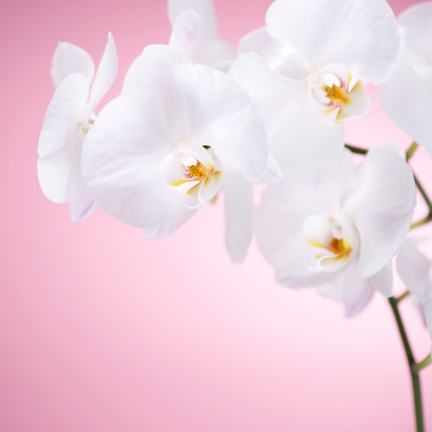 白色兰花在粉红色的背景图片下载