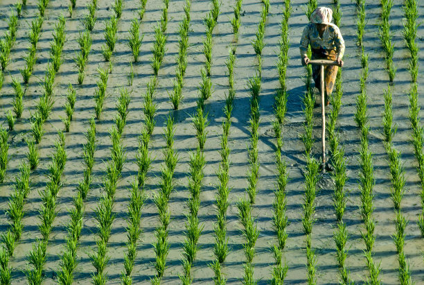 农业。图片下载