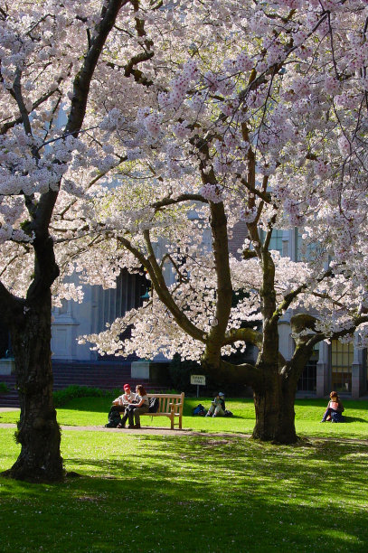 西雅图的樱花图片下载