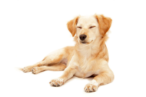 瞌睡快乐的狗孤立在白色图片下载