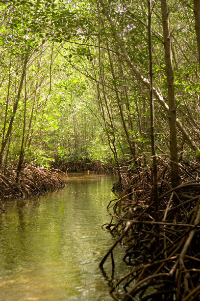 探索红树林图片下载
