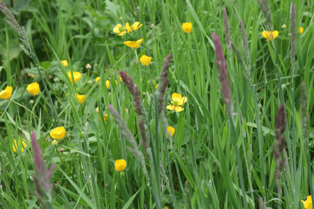 野花草地图片下载