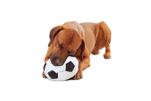 罗得西亚脊背鲸头枕在足球上图片下载