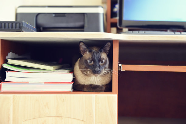 暹罗猫图片下载