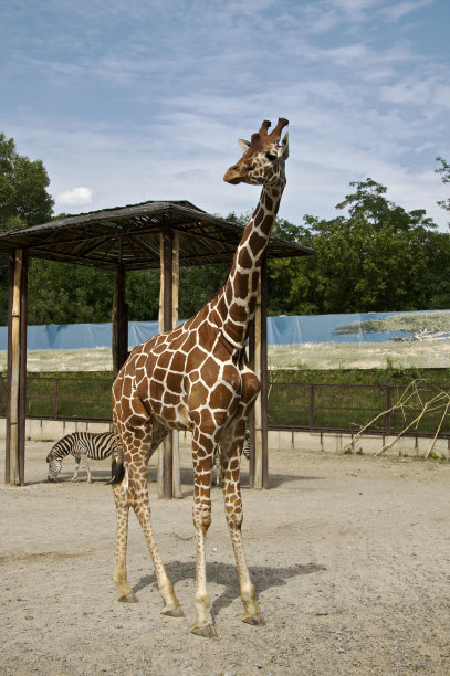 动物园的长颈鹿图片下载