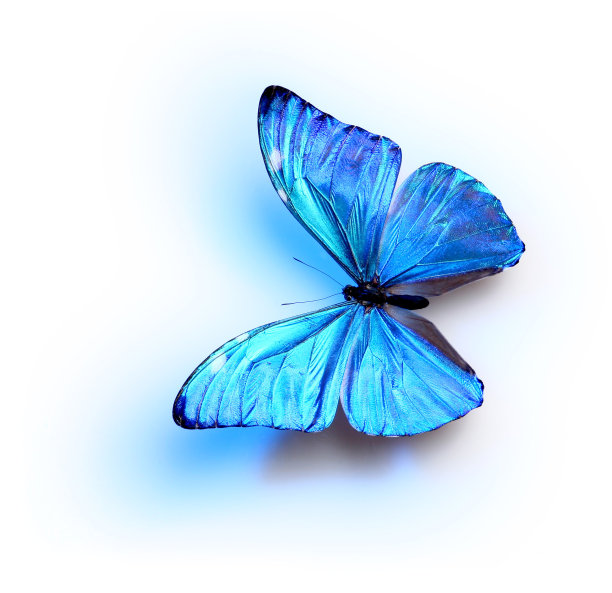 蓝色的蝴蝶图片下载